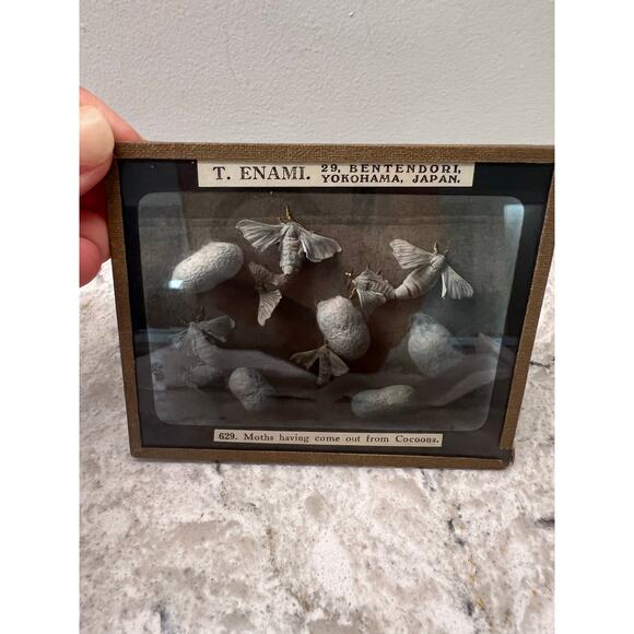 Antique Magic Glass Lantern Slide T. Enami Moths Having Come out from Cocoons JL - Picture 1 of 4